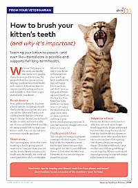 How to brush your kitten's teeth (and why it's important)