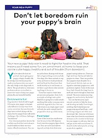 Don't let boredom ruin your puppy's brain