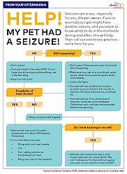 Graphic: Help! My pet had a seizure
